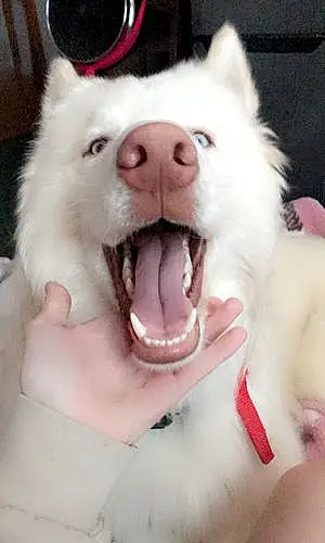 Dog Apollo