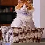 Cat, Carnivore, Felidae, Whiskers, Fawn, Picnic Basket, Small To Medium-sized Cats, Wood, Basket, Box, Storage Basket, Wicker, Furry friends, Sitting, Cat Supply, Home Accessories, Tail, Ragdoll, Paw