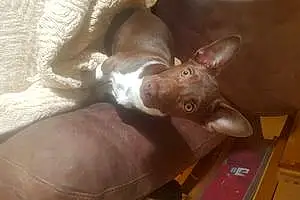 Name Chihuahua Dog Hooch