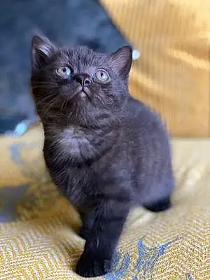 Name British Shorthair Cat Anubis