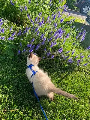 Flower Ragdoll Cat Meeko