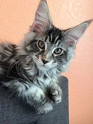 Name Maine Coon Cat Banksy