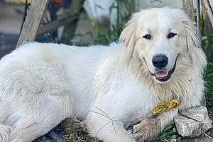 Name Great Pyrenees Dog Avalanche