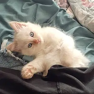 Name Ragdoll Cat Cotton