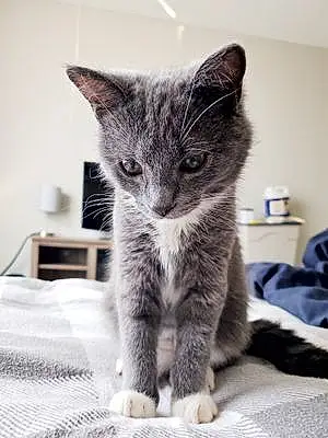Name American Shorthair Cat Dasher