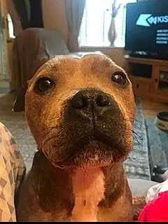 Name Staffordshire Bull Terrier Dog Cara