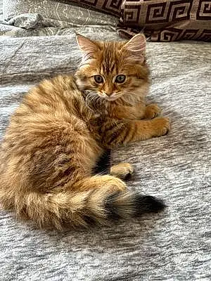 Name Siberian Cat Max
