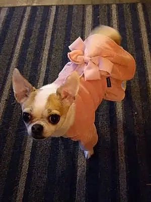 Name Chihuahua Dog Cloe