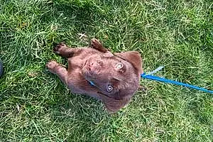 Name Labrador Retriever Dog Groot