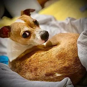 Name Chihuahua Dog Bosco