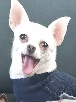 Name Chihuahua Dog Candy