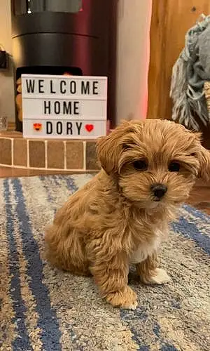 Name Maltese Dog Dory