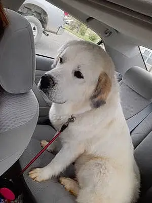 Great Pyrenees Dog Millie
