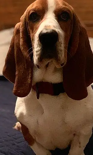 Name Basset Hound Dog Grady