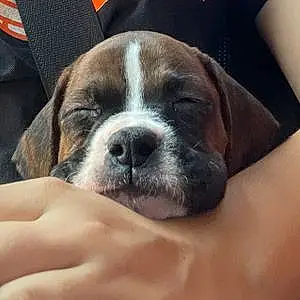Name Boxer Dog Cutie