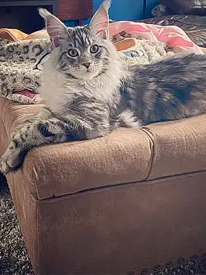 Name Maine Coon Cat Kingston