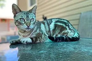 Name Bengal Cat Kingston