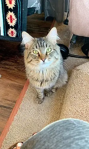 Name Maine Coon Cat Fluff