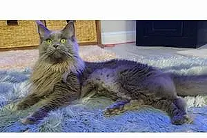 Name Maine Coon Cat Hans