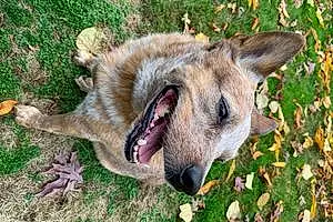 Name Australian cattle dog Dog Emmy