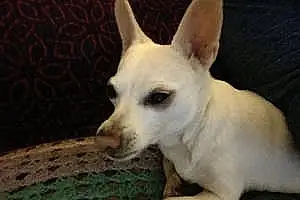 Name Chihuahua Dog Annabelle