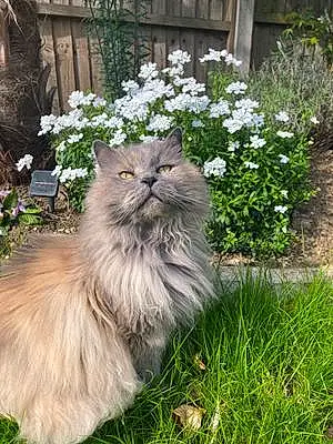 Persian Cat Griselda