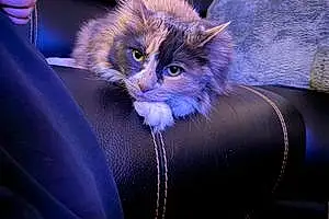 Name Tabby Cat Latté