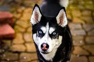 Name Husky Dog Kodiak