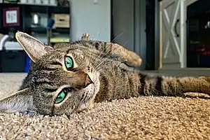 Name Tabby Cat Kit-kat