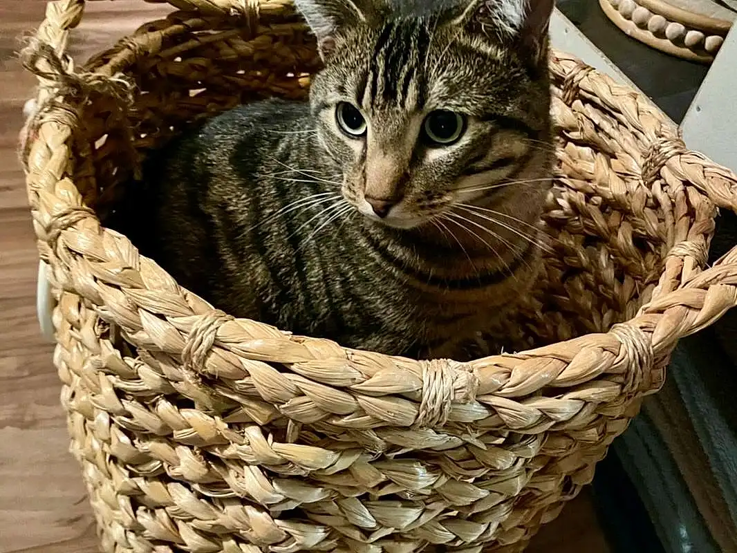 Cat, Felidae, Carnivore, Storage Basket, Small To Medium-sized Cats, Basket, Wood, Whiskers, Wicker, Cat Bed, Domestic Short-haired Cat, Furry friends, Terrestrial Animal, Pet Supply, Rope, Fashion Accessory, Cat Supply, Home Accessories, Wine Glass, Grass