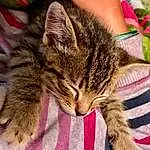 Cat, Eyes, Felidae, Carnivore, Small To Medium-sized Cats, Textile, Whiskers, Pink, Snout, Grass, Tail, Paw, Domestic Short-haired Cat, Furry friends, Claw, Nap, Human Leg, Sleep, Foot