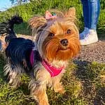 Dog, Dog breed, Carnivore, Toy, Dog Clothes, Grass, Companion dog, Fawn, Happy, Snout, Dog Supply, Toy Dog, Working Animal, Tail, Canidae, Yorkshire Terrier, Leash, Furry friends, Fashion Accessory