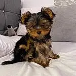 Dog, Carnivore, Dog breed, Comfort, Companion dog, Toy Dog, Snout, Terrier, Small Terrier, Canidae, Furry friends, Liver, Yorkipoo, Chair, Bag, Biewer Terrier, Puppy, Puppy love