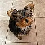 Dog, Dog breed, Carnivore, Companion dog, Fawn, Toy Dog, Liver, Snout, Small Terrier, Working Animal, Terrier, Terrestrial Animal, Furry friends, Tile Flooring, Canidae, Yorkipoo, Biewer Terrier