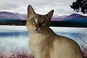 Name Bengal Cat Ayla
