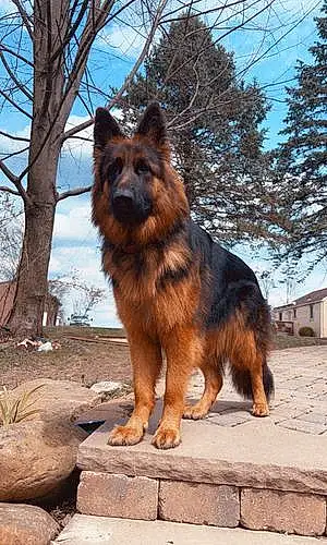 Name German Shepherd Dog Darcy