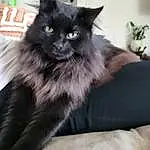 Eyes, Cat, Felidae, Carnivore, Whiskers, Comfort, Small To Medium-sized Cats, Snout, Black cats, Window, Plant, Terrestrial Animal, Claw, Furry friends, Paw, Maine Coon, Houseplant, Sitting, Tail