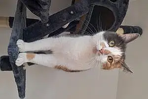 Turkish Angora Cat Millie