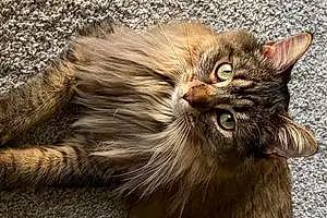 Name Maine Coon Cat Chippy