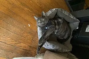 Name Russian Blue Cat Greyson