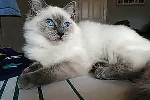Name Ragdoll Cat Bluebell