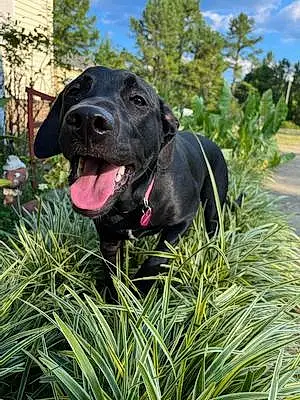 Name Labrador Retriever Dog Cali