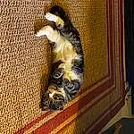 Brown, Cat, Felidae, Carnivore, Wood, Small To Medium-sized Cats, Comfort, Tail, Whiskers, Carpet, Room, Domestic Short-haired Cat, Hardwood, Furry friends, Cat Supply, Claw, Pattern