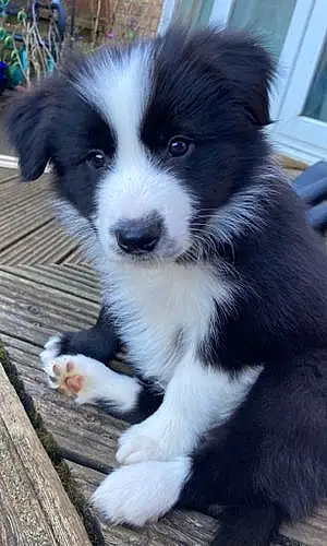 Name Border Collie Dog Dudley