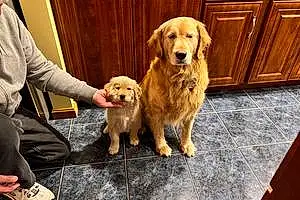 Name Golden Retriever Dog Jemma