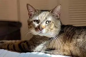 Name American Shorthair Cat Chuck