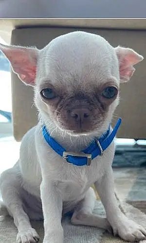 Name Chihuahua Dog Ice