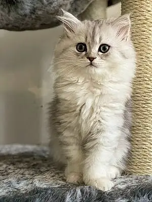Name Persian Cat Albie