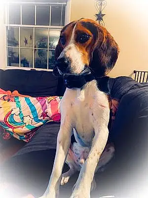 Name Beagle Dog Dio