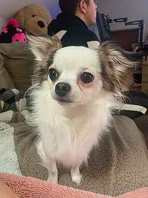 Name Chihuahua Dog Clark